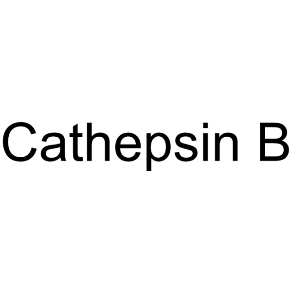 Cathepsin B 9047-22-7